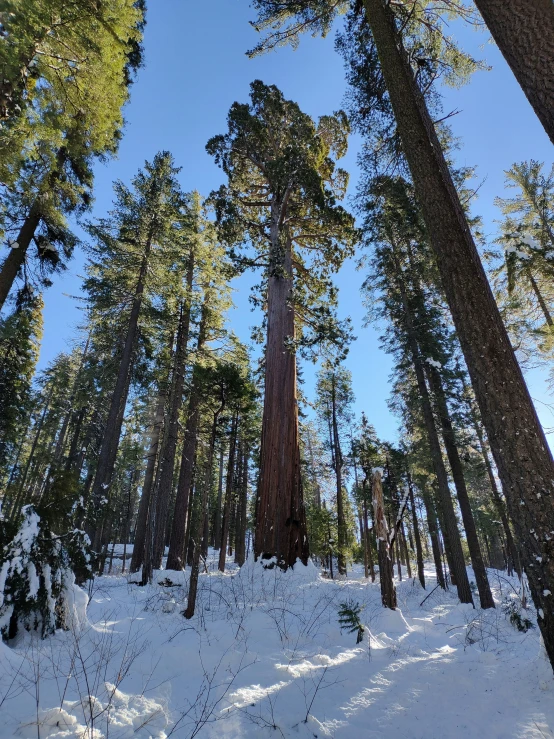 many tall trees in a forest with snow