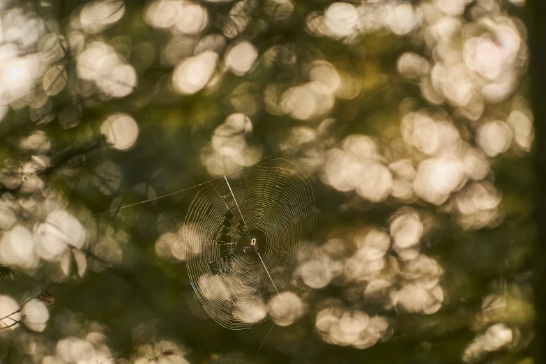 the web hanging from the ceiling is covered with water droplets