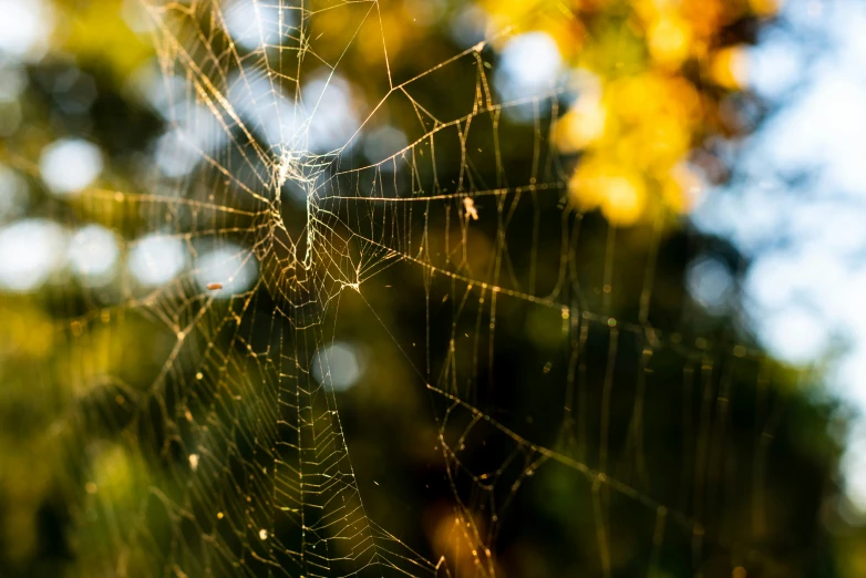 a close up of a spider web with a blurry background