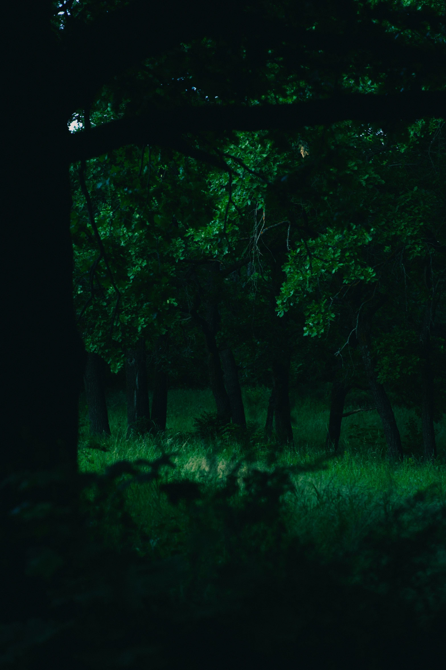 a large tree in the dark with many green lights