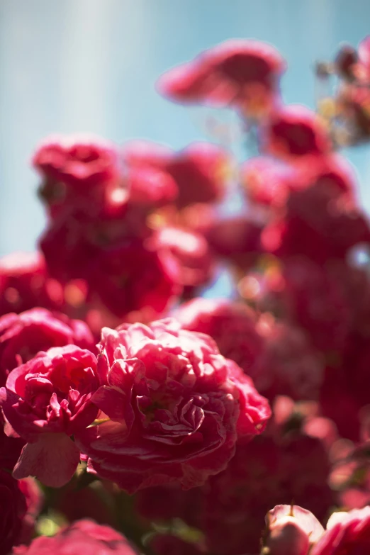 pink flowers in a pot that has only three flowers