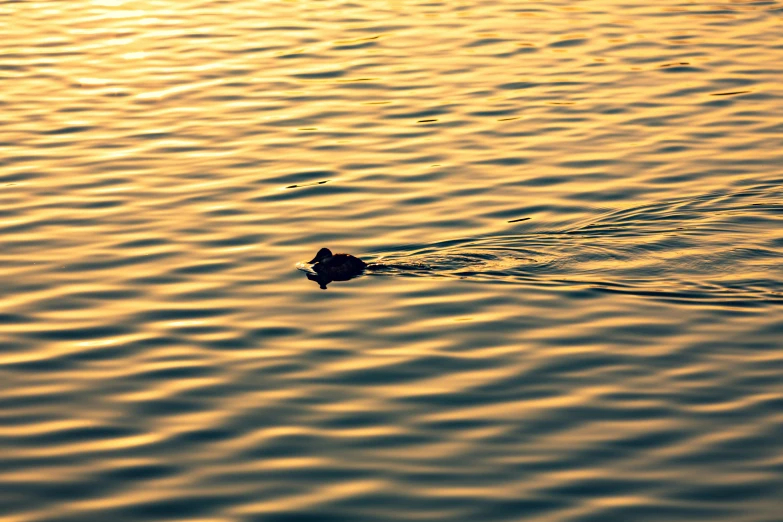 a duck floating on top of water near land