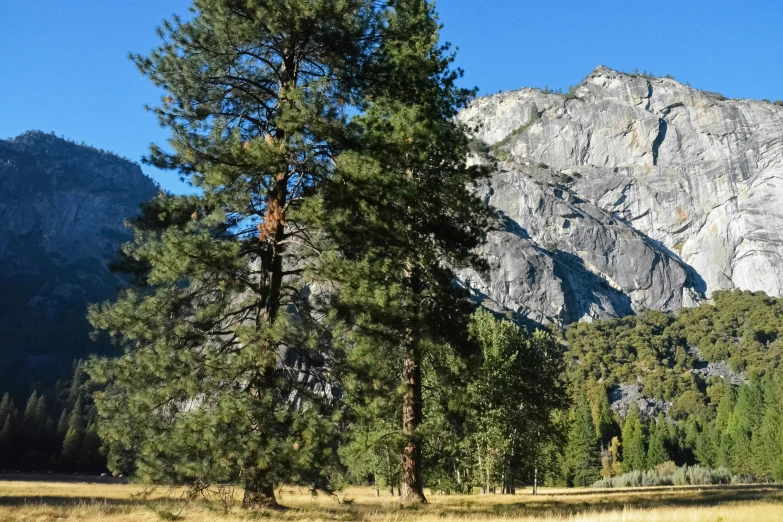 trees, grass and mountains are in the background