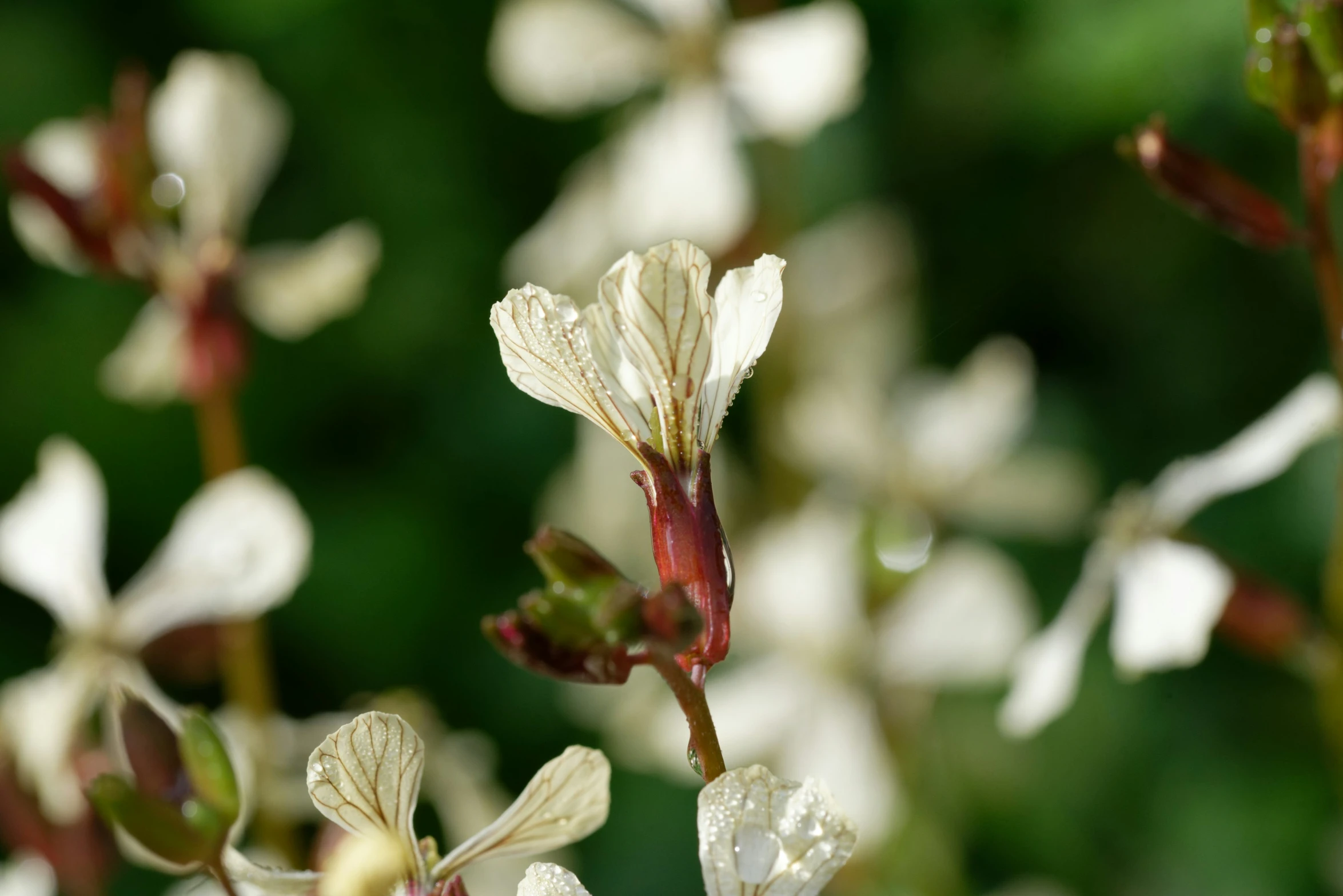 closeup of white flowers with some purple stems