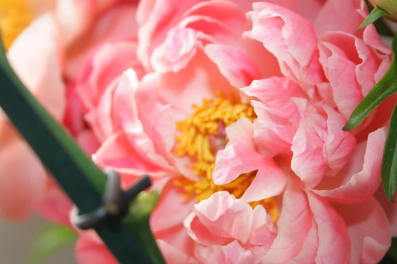 the inside of an elaborate peony flower