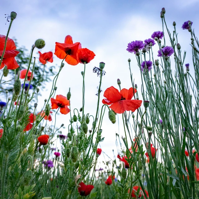 there are many red and purple flowers in the field