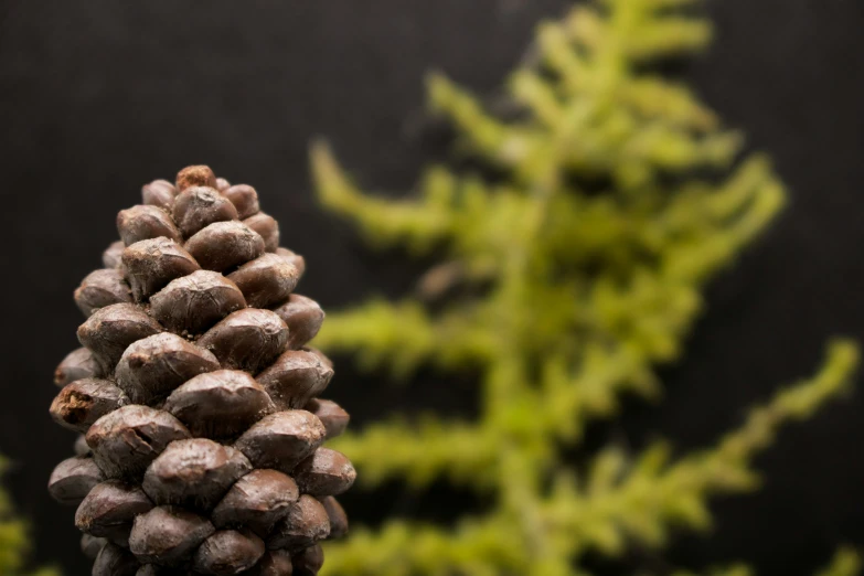 close up s of a pine cone, with a black background