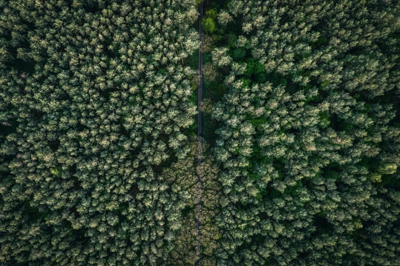 a lush green forest area with tall trees