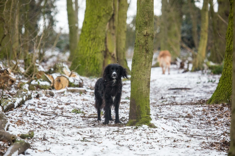 a dog stands between two trees in the snow