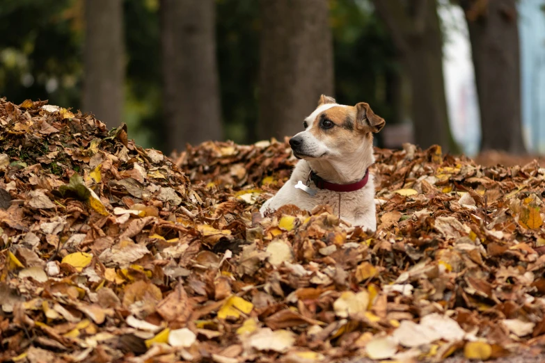 a brown and white dog sitting on top of leaves