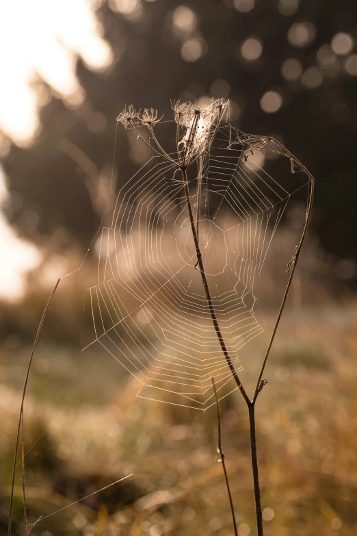 closeup of a spider web on a dry grass