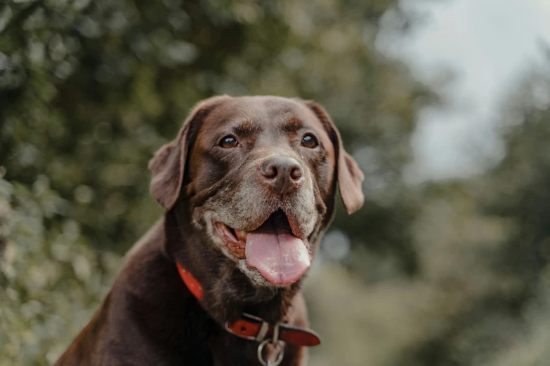 a large dog with a panting face