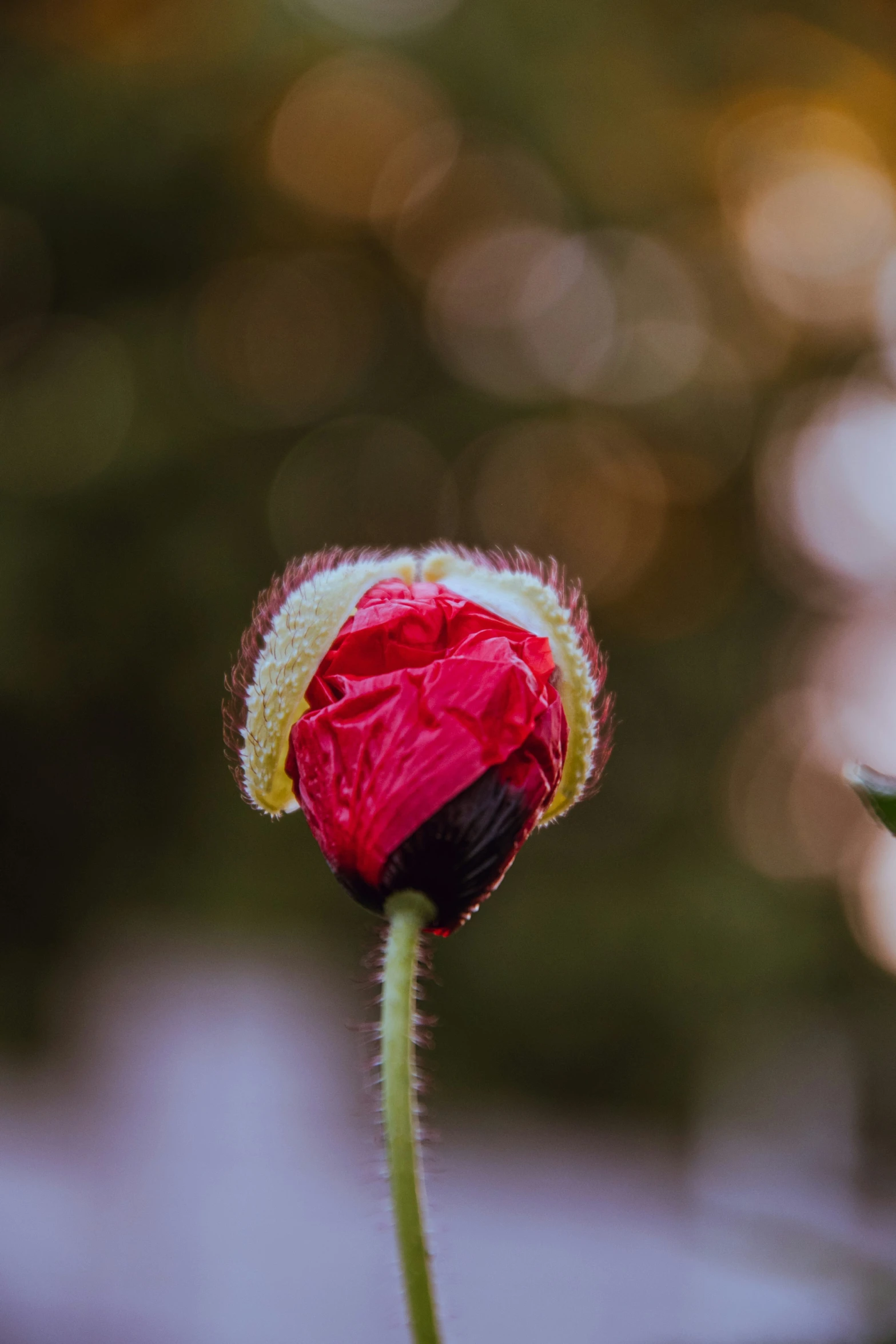 a small red flower sitting on top of a leaf covered field