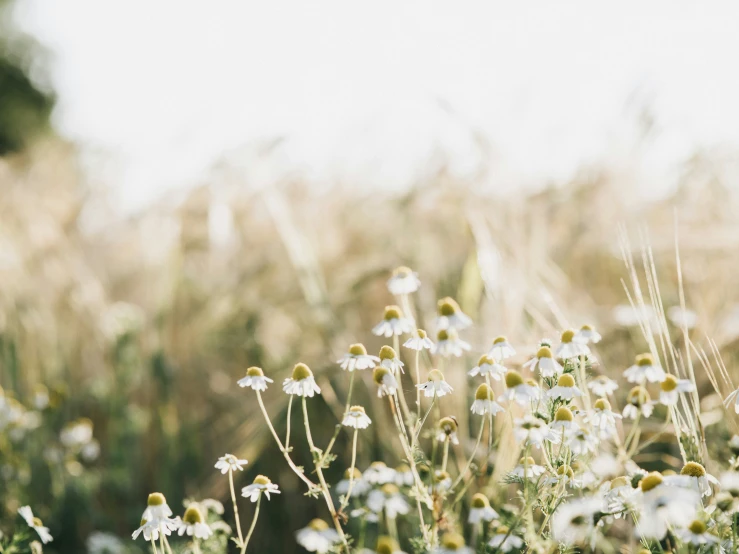 there are many wild flowers in the field