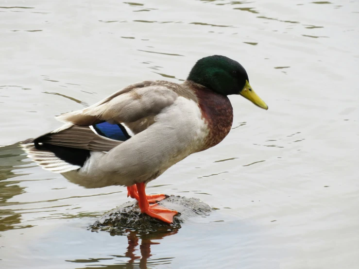 a duck standing on top of the water