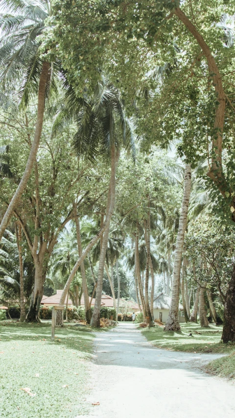 many trees in the foreground over grass