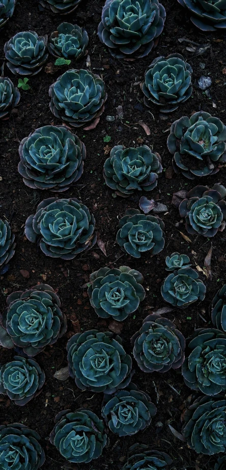 an image of many flowers on the ground