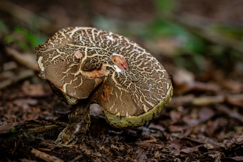 a tiny mushroom with its face in the dirt