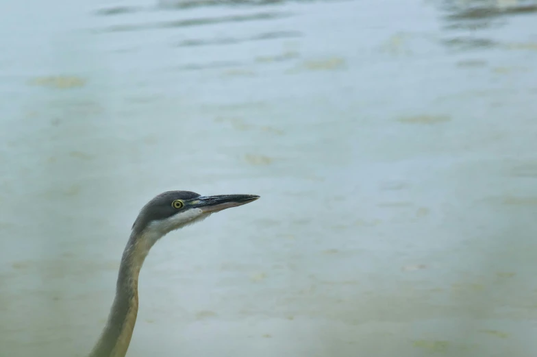 a large gray and black bird near water