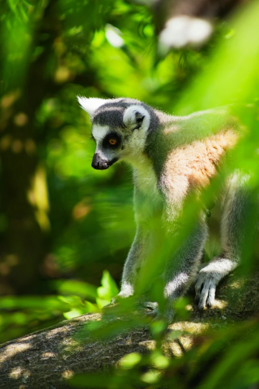 a lemur in a forest with lots of leaves on it