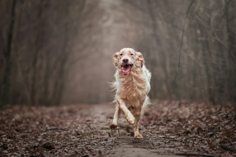 the dog runs through a leaf covered path