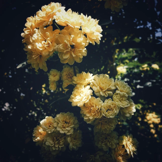 close up of yellow flowers in tree with sunlight