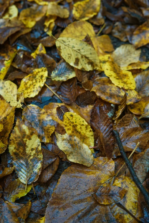 some leaves laying on the ground and one has fallen off