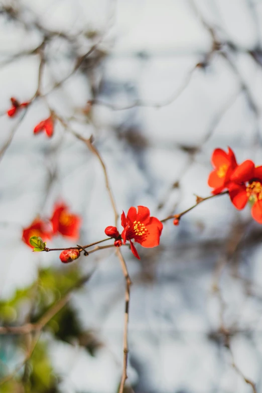 bright red flowers grow on the stems of this tree