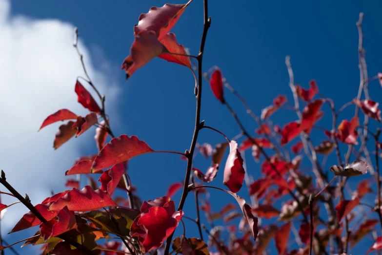 a red plant on top of a tree next to a white cloud