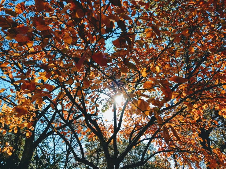 the sun peeking through a large leafy tree