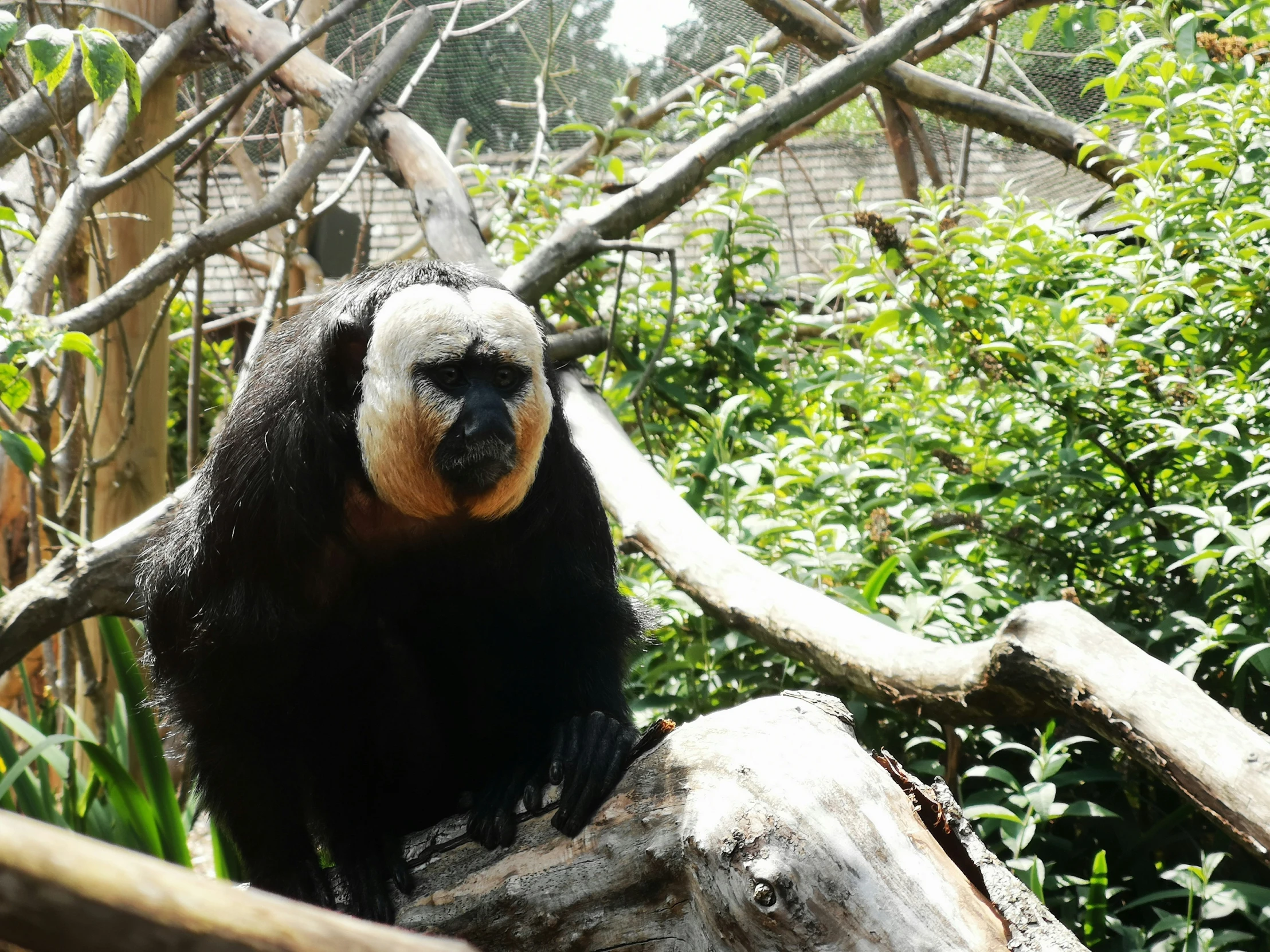 a black and white monkey sitting on a tree nch in a forest