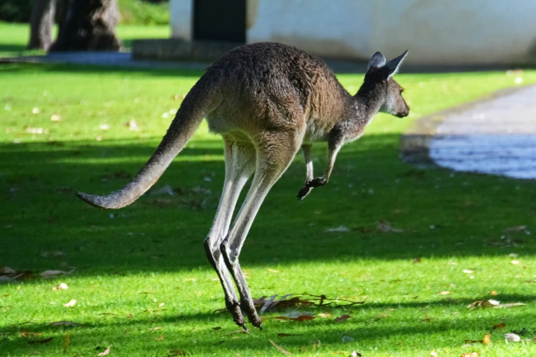 a close up of a kangaroo standing on a grass field