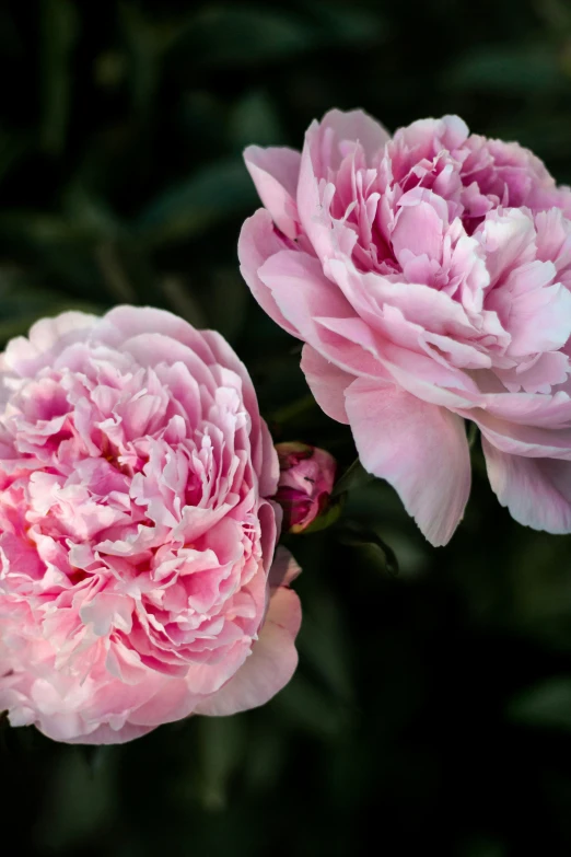 two pink peonies with green leaves in the background