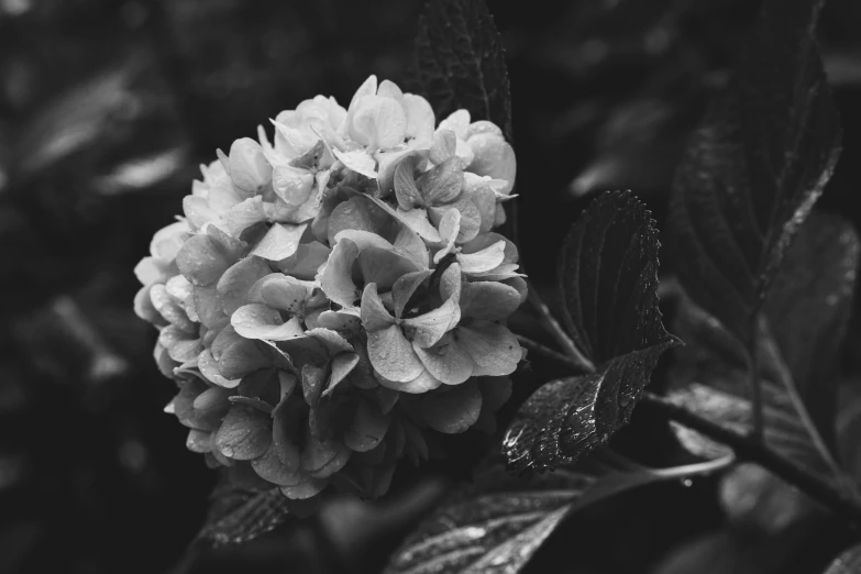 an interesting image of black and white flowers in bloom