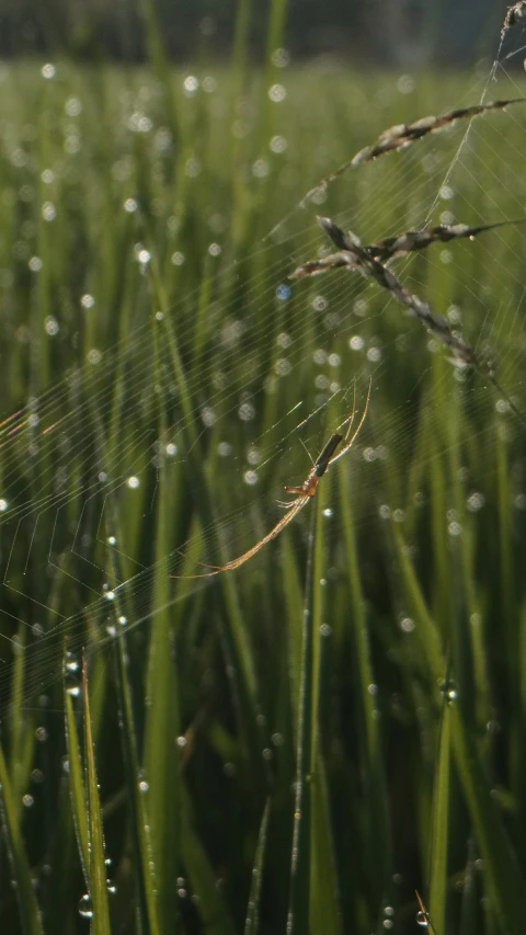 a spider sitting on its web on top of a field of grass