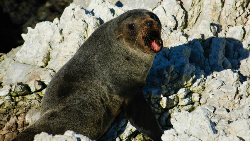 a seal is licking itself in front of rocks