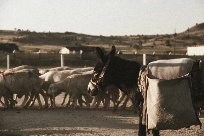 a bunch of horses on some dirt