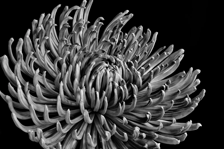 a very large flower in a black and white po