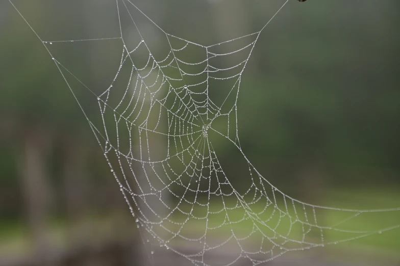 close up picture of a spider web with some drops of water on it