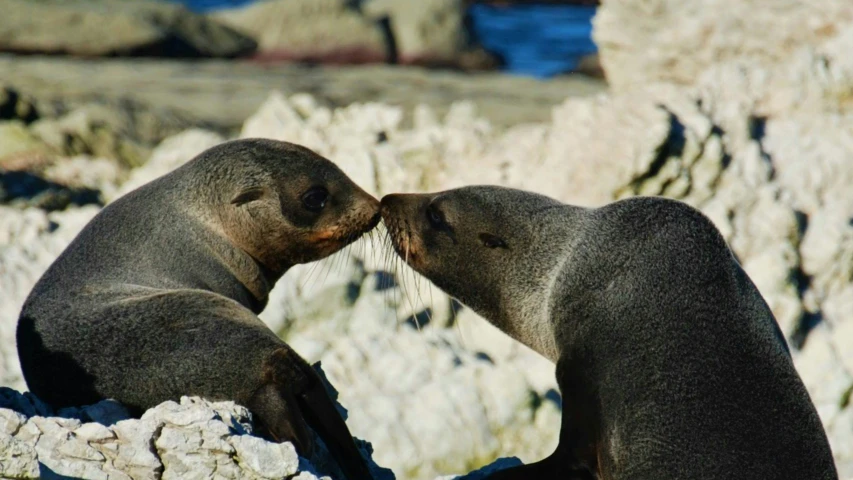 two sea lions kissing on some rocks near water