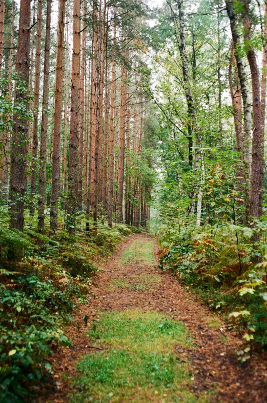 the path in the forest is lined with trees