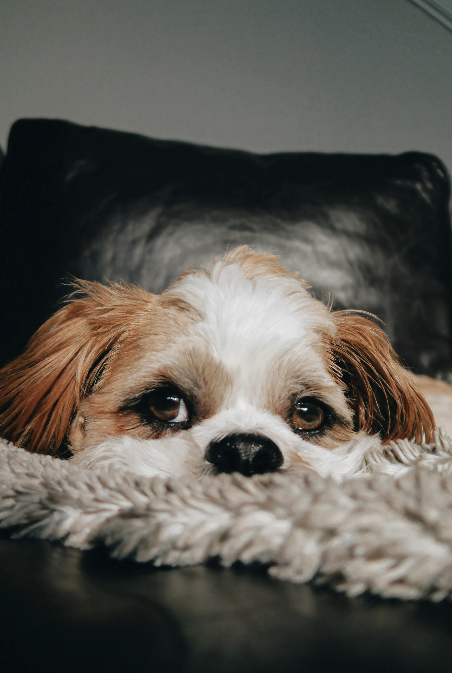 a cute little dog is laying down on a rug