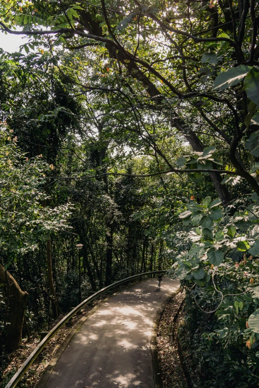 a pathway splits into many large and thin trees