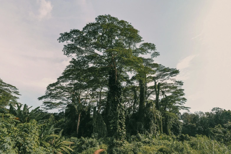 horse and rider in motion near large tree