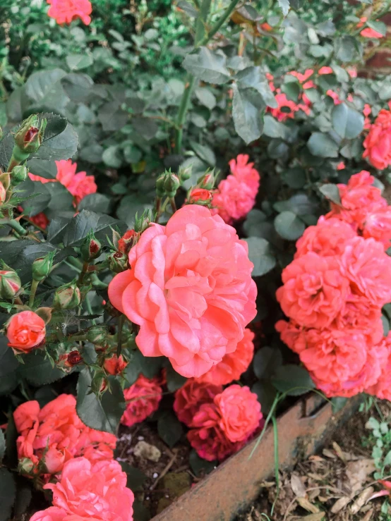 a close up of a bush with red flowers