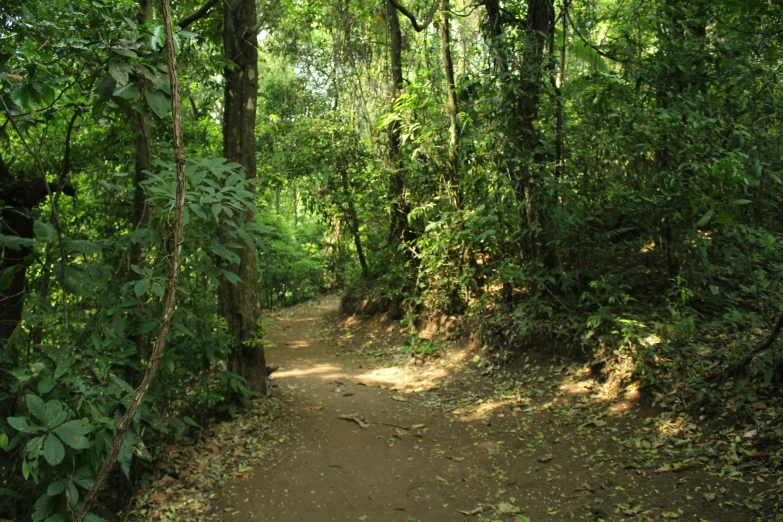 a trail in a tropical forest on a sunny day
