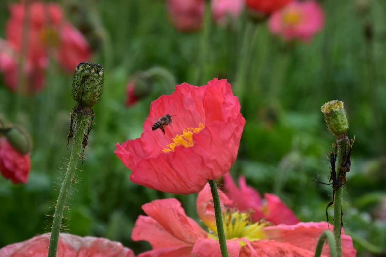 pink and yellow flowers with two bees in middle