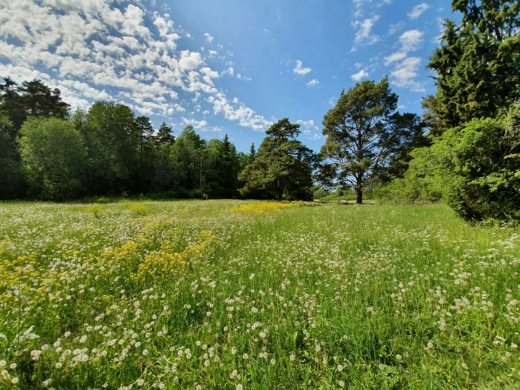 a lush green field with trees and flowers