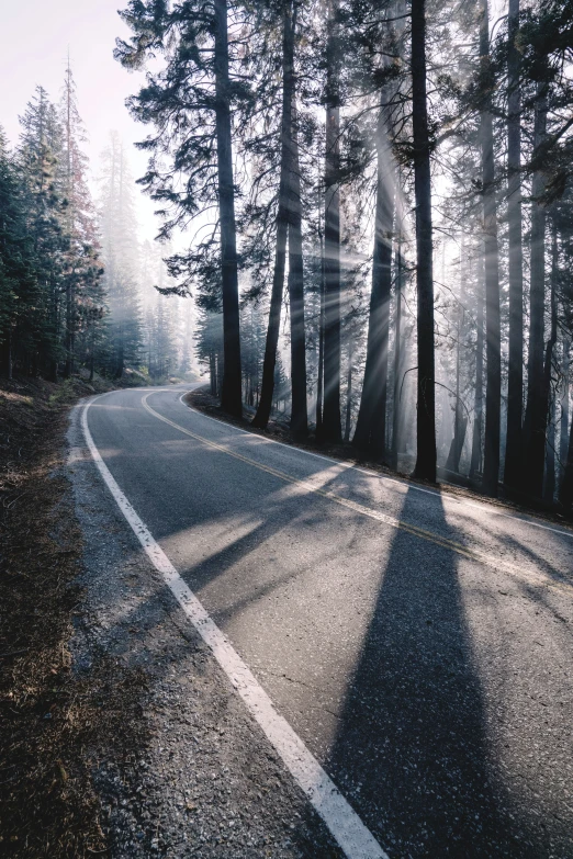 a po taken on an asphalt road in the forest