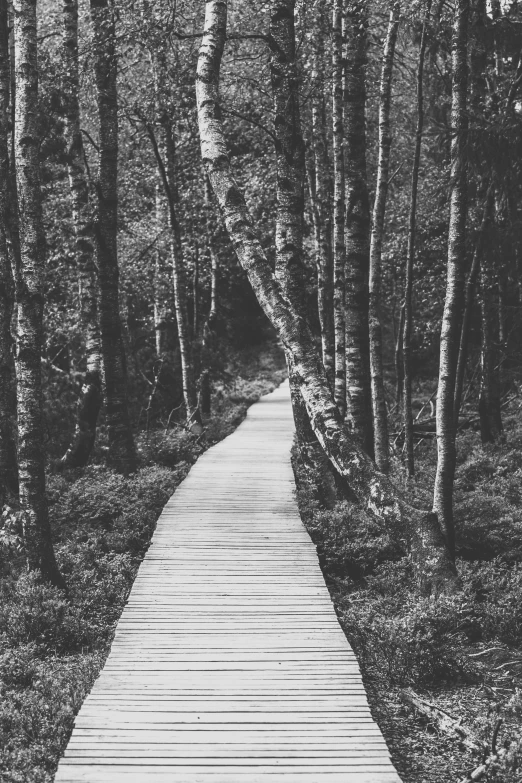 an empty wooden path through the woods